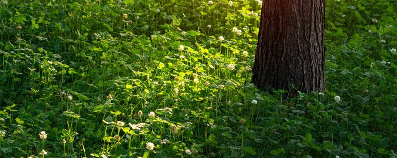 如何辨别白花车轴草 农百科