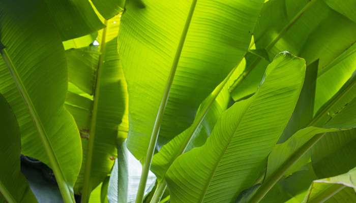 芭蕉葉大梔子肥是什麼季節 Betway官网地址