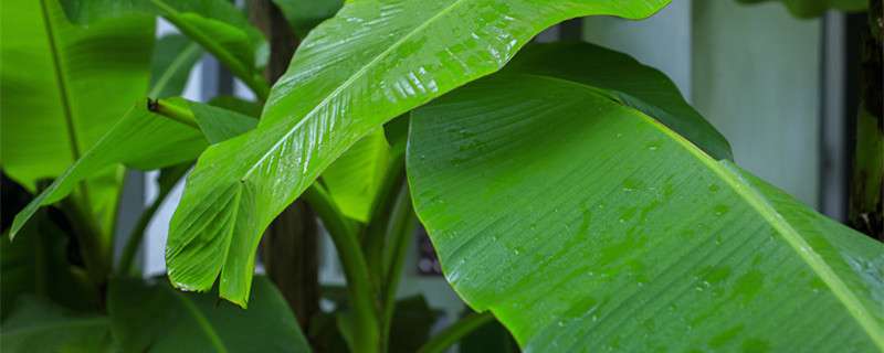 芭蕉葉大梔子肥是什麼季節 Betway官网地址