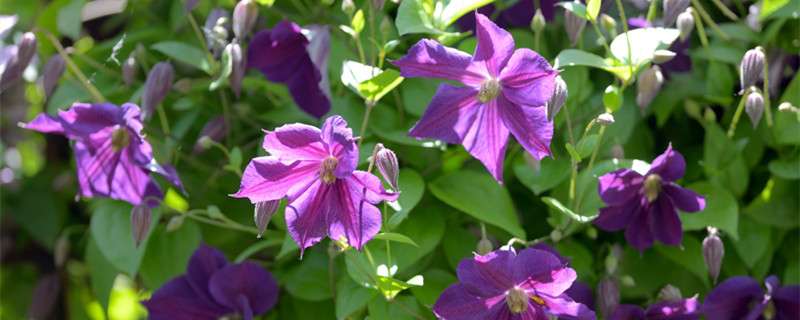 铁线莲最好养的品种 农百科