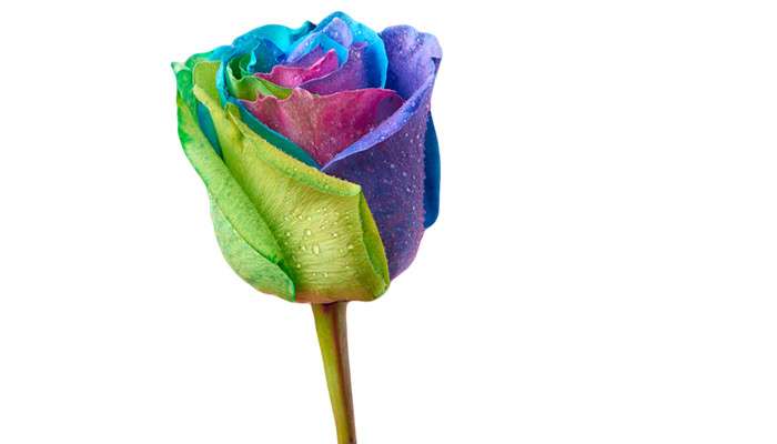 七彩玫瑰花语-农百科