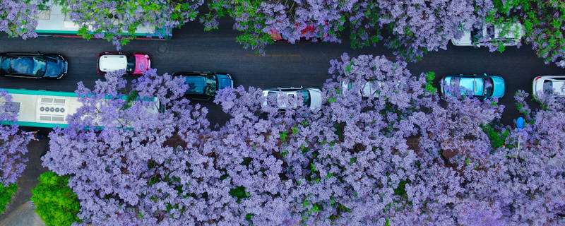 蓝花楹树适合种的地方 农百科