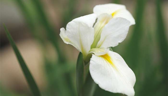 白色花瓣中间黄心是什么花-农百科