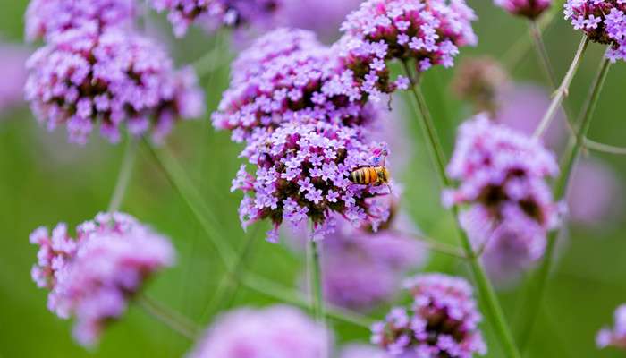 关于艾草是菊科,蒿属植物,多年生草本或略成半灌木状,植株有浓烈香气.