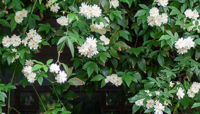 木香花花期-农百科