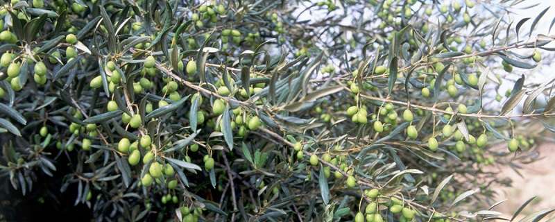 橄榄的产地