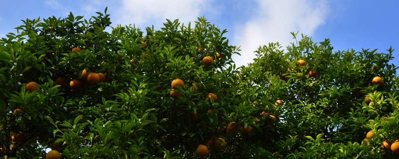 明日见柑橘种植管理技术
