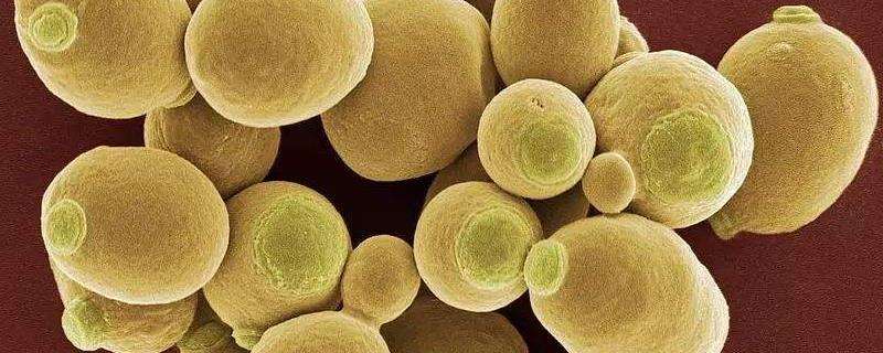 酵母菌的繁殖方式,分别介绍芽殖,裂殖,芽裂,孢子繁殖-农百科