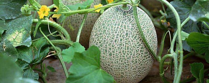 哈密瓜种类名称,不同品种各具特点-农百科