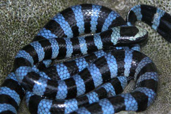 海蛇有毒吗,它的天敌有哪些-农百科