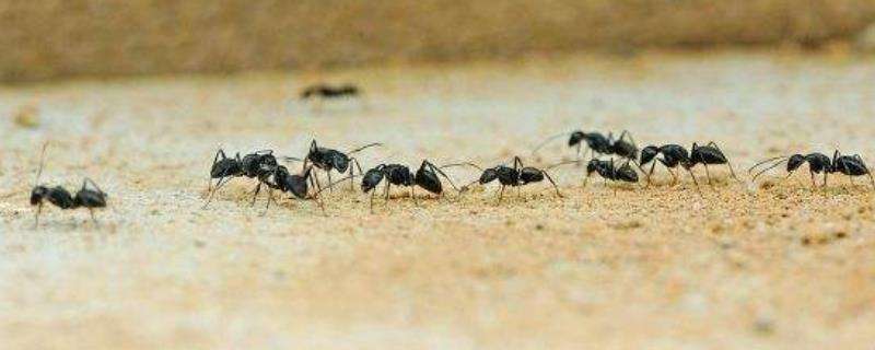蚂蚁生活在什么环境里，生活习性是怎样的？（蚂蚁生活环境在什么地方?）