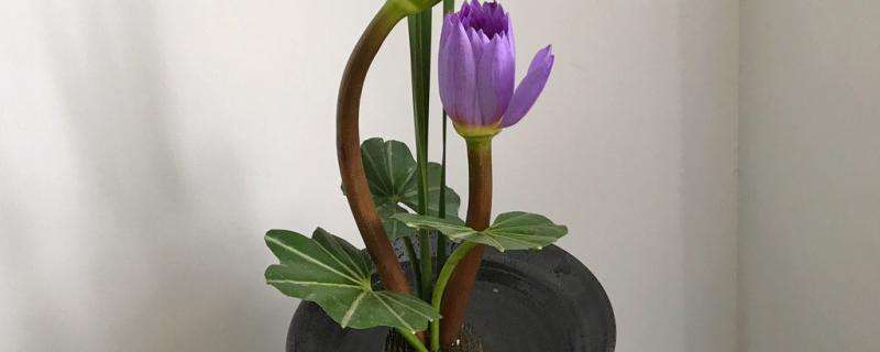 睡莲插花怎么养附睡莲的生长习性