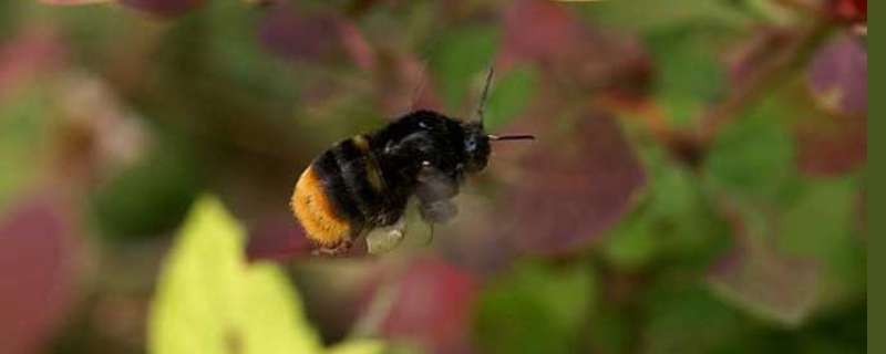 黑色的蜜蜂是什么蜂，常见的黑色蜜蜂基本介绍（黑色蜜蜂是什么蜜蜂?）