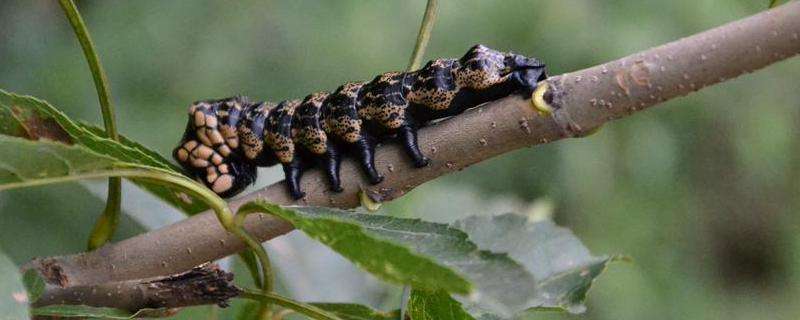 茶蚕,附形态特征与防治方法-农百科