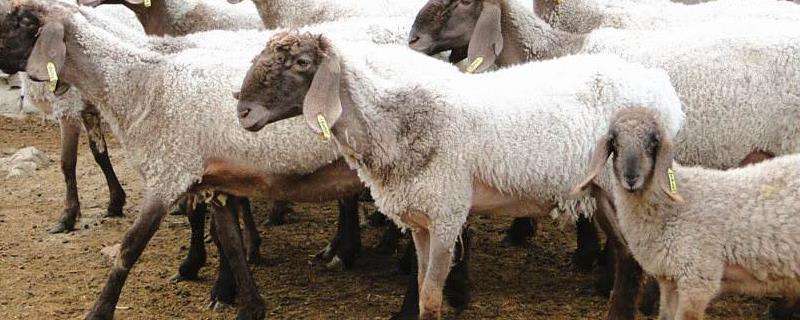 刀郎羊多少钱一只，附刀郎羊的外貌特征和生产性能（刀郎羊价值）
