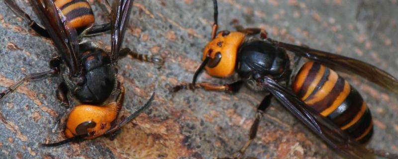 此外,虎头蜂的刺不能直接向后