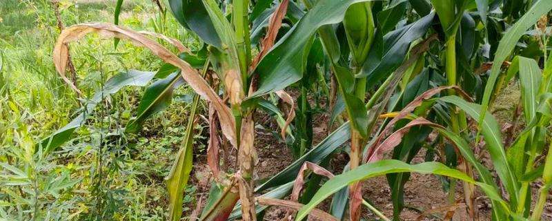 玉米青枯病的防治方法,附其症状表现-农百科