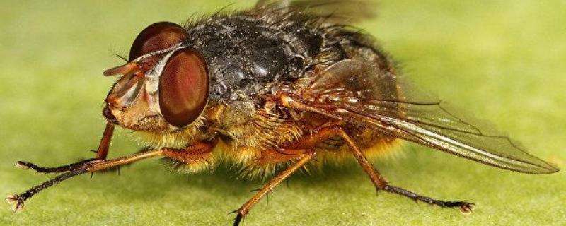 成蝇头上有一对大复眼,其中约4000个小眼面,视觉敏感,嗅觉位于触角