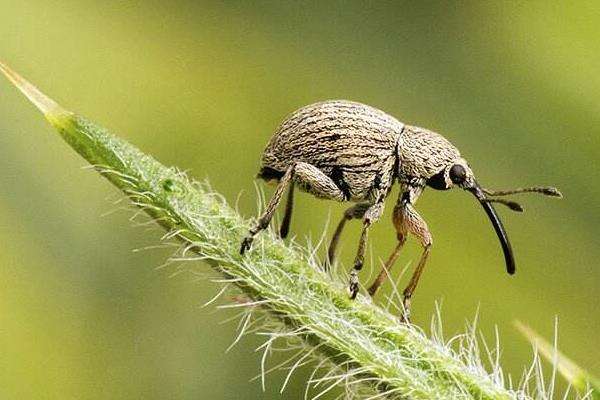 象鼻虫防治用什么药好,附危害种类及症状-农百科