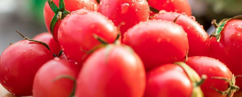 小番茄种植技术和管理技术