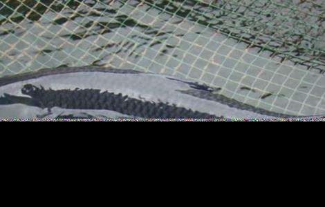 金鱼消化不良怎么治疗 农百科