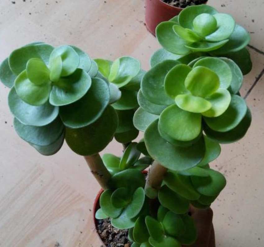 金钱木出锦怎么回事-农百科