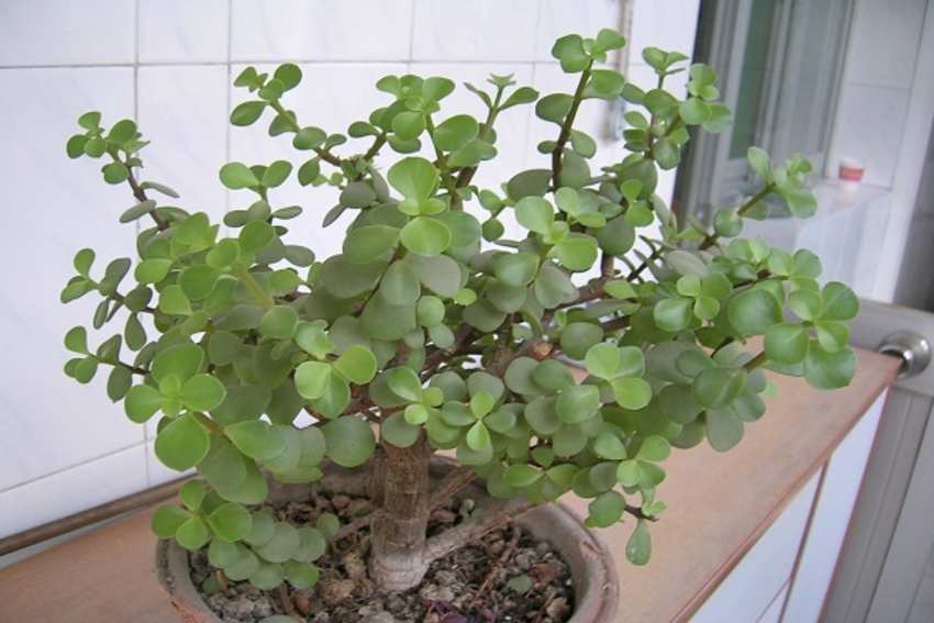 金枝绿叶怎么养-农百科