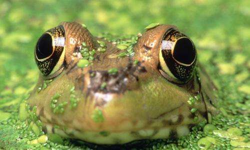青蛙有几种叫声-农百科