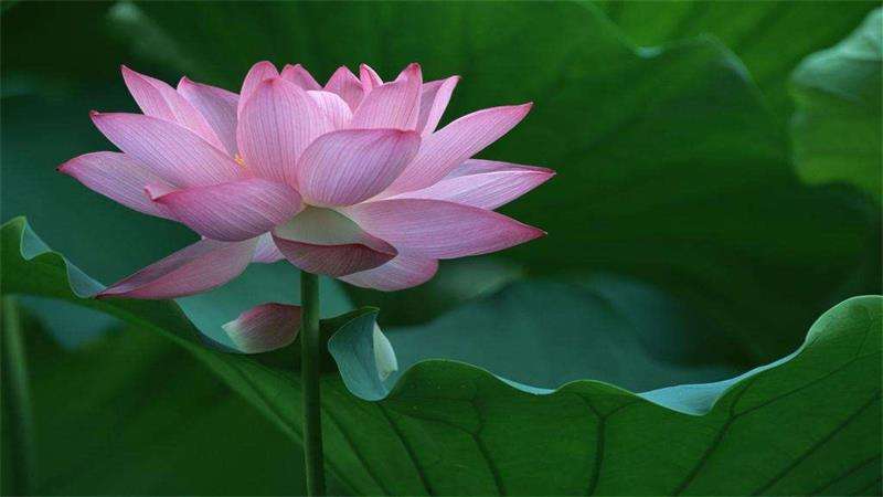 清明节有荷花吗-农百科