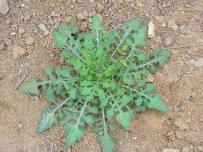 蒲公英幼苗的叶是成倒卵状披针形,或者是倒披针形,也有可能是长圆状