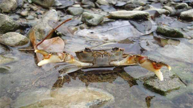 深水蟹有哪些-农百科