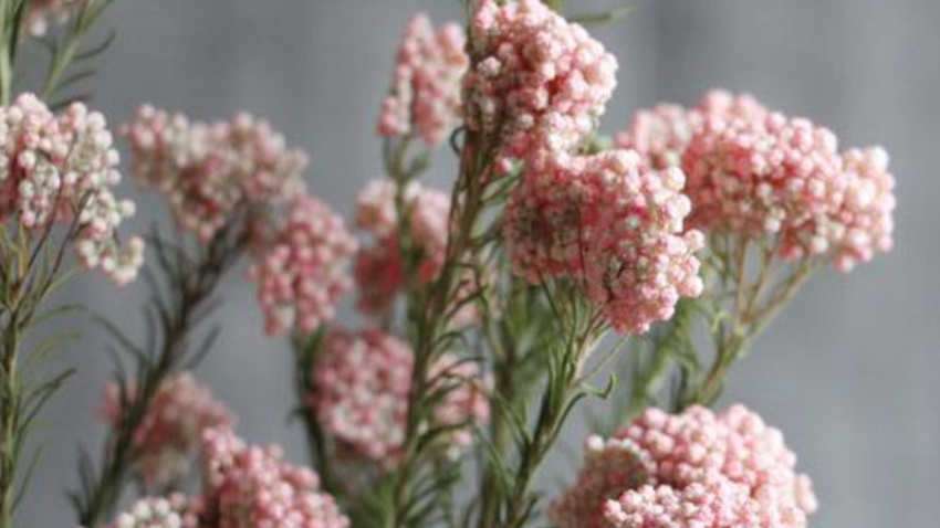 小米花怎么养 农百科