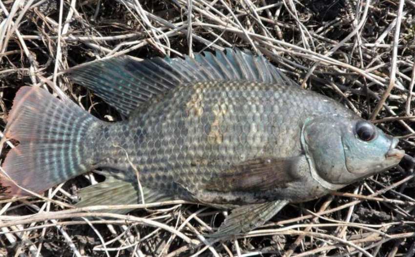 彩云雕是什么鱼-农百科