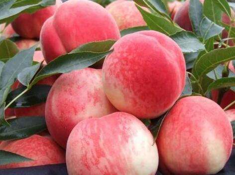 贵妃血桃介绍-农百科