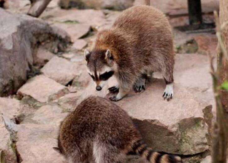 二,果子狸的价格和营养价值果子狸的价格和营养价值,这个动物它含有