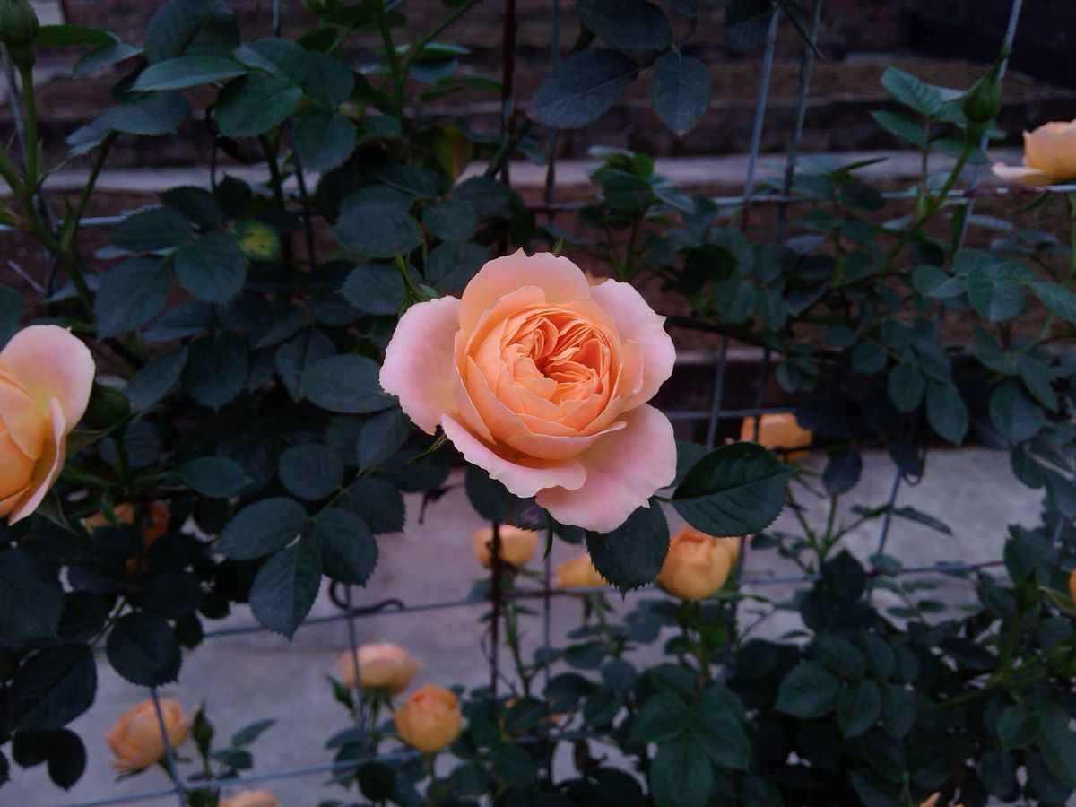 甜梦月季值得入手吗-农百科