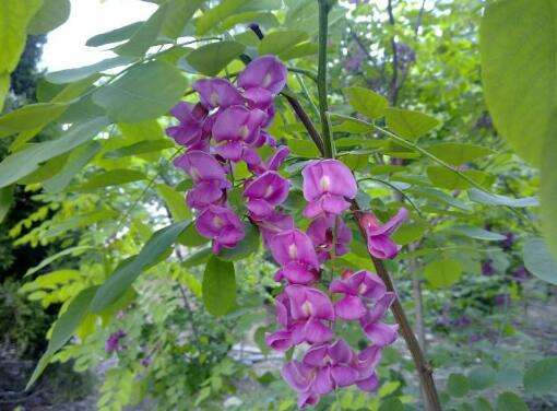 开紫色花的槐树图片