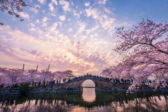 扬州樱花节什么时候-农百科