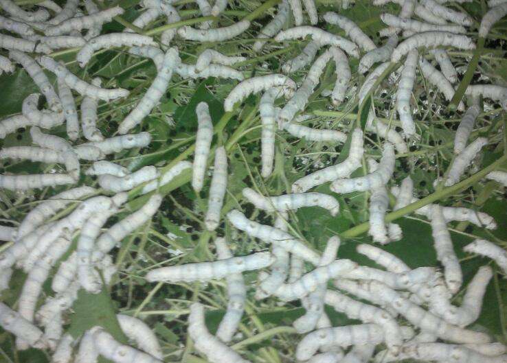 蚕的腹部有几对足