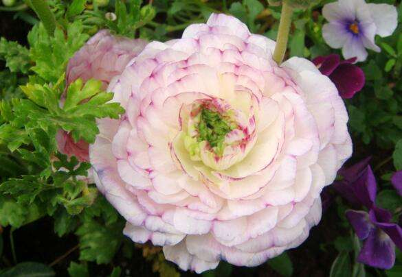 花毛茛可以活几年-农百科