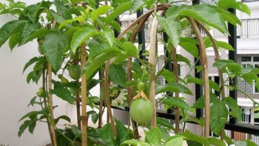 盆栽百香果多高打顶-农百科