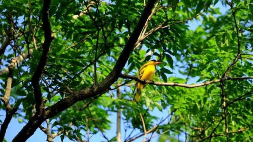 黄玻璃树叶食用方法-农百科