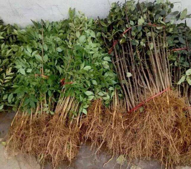 桑树苗怎么种-农百科