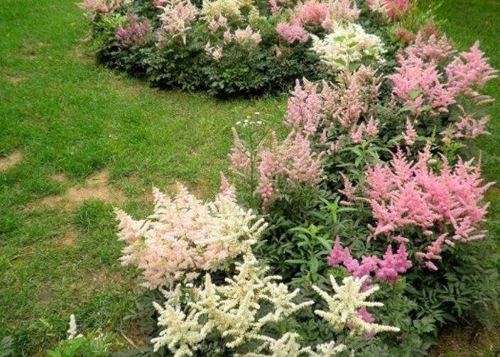 落新妇的花朵是属于圆锥状态的,颜色呈现出来的是淡紫色,每年花期大概