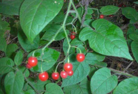 蔓茄是什么植物-农百科