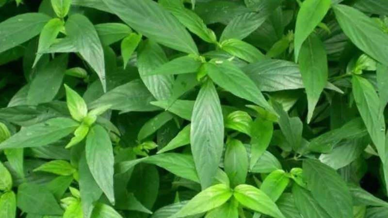 丝线草的功效-农百科