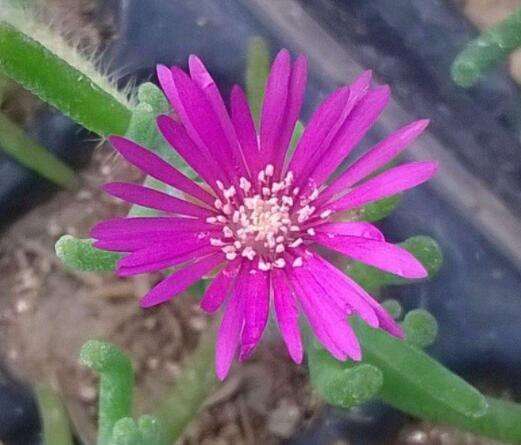 荧光兔多肉植物怎么养-农百科