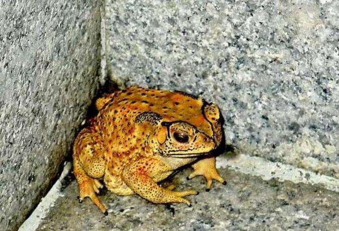 金蟾吃什么食物-农百科