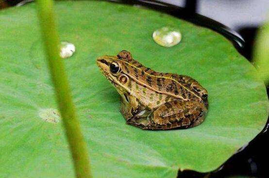 青蛙是生活中很常见的两栖类动物,它主要是用肺部和皮肤进行呼吸,可以