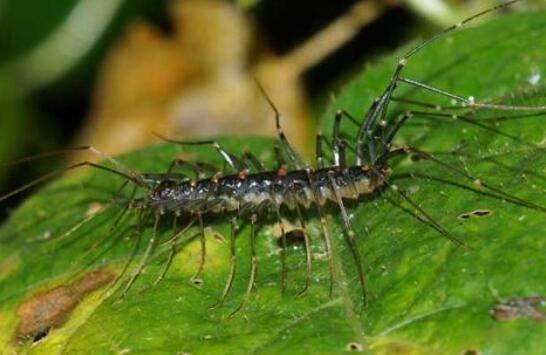 多脚的虫子有哪些